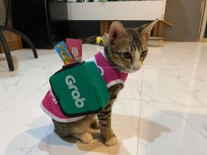 cat wearing food delivery vest and bag